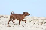 PINSCHER NAIN 044